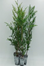 Live green giant for sale  USA