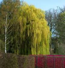 Trauerweide 100cm salix gebraucht kaufen  Bad Zwischenahn