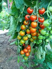 Tomatensamen kalinda mischung gebraucht kaufen  Elchesheim-Illingen