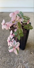 002246a callisia repens gebraucht kaufen  Dettingen an der Erms