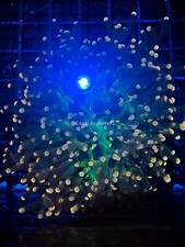 Wysiwyg peach frogspawn for sale  Rowland Heights