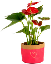 Costa farms anthurium for sale  Pompano Beach
