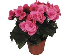 Elatior begonie floraself gebraucht kaufen  Deutschland