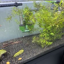 Guppy grass fresh for sale  LONDON