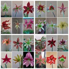 Hippeastrum hybridum mix usato Hippeastrum hybridum mix usato  Bagnoregio
