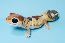 african fat tailed gecko for sale  Fresno