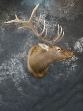 Elk taxidermy shoulder for sale  Wrightstown
