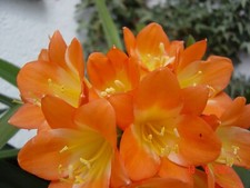 Zimmerpflanze clivia range gebraucht kaufen  Burglengenfeld