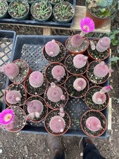 Rainbow cactus inch for sale  Oceanside