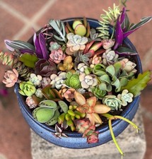 plantas comprar usado plantas comprar usado Enviando para Brazil