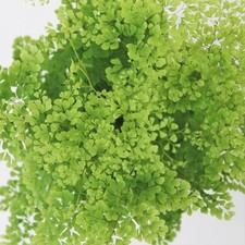 Adiantum microphyllum dwarf for sale  BECCLES