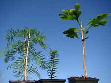 Living fossil tree for sale  ST. ASAPH