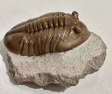 Russian trilobite asaphus for sale  Seattle