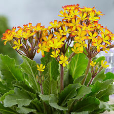 Primula oakleaf yellow for sale  UK