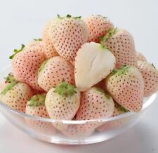White alpine strawberry for sale  LONDON