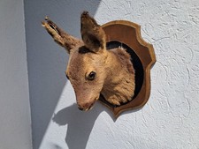 Taxidermie chevreuil capreolus d'occasion  Spézet