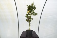 Acer palmatum kurenai for sale  Hendersonville