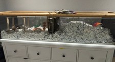 Large glass hamster for sale  DORKING
