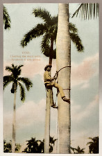 Climbing royal palm for sale  Elverson