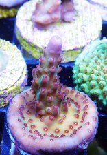 Vivid rainbow delight for sale  Thousand Oaks