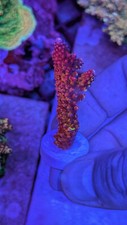 Acropora sp. rainbow for sale  RUGBY