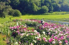 Unnamed herb peony for sale  Greenwich