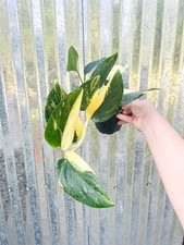 Rare variegated monstera for sale  Homestead