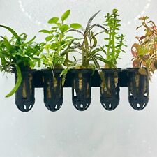 Live aquarium plants for sale  ACHARACLE