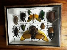 Mixed insects horned for sale  Daytona Beach