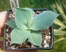 Agave tradewinds variegated for sale  DARLINGTON