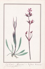 Lychnide lychnis viscaria d'occasion  Expédié en France