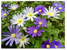 100 anemone blanda for sale  CRAWLEY
