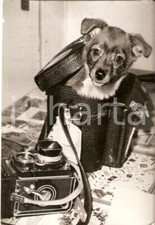 1970 animali cagnolino usato  Milano