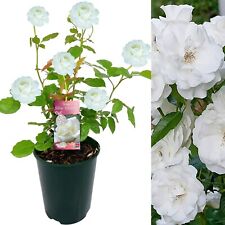 Silver wedding rose for sale  GLASGOW