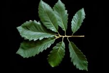 Chinkapin bur oak for sale  Paducah