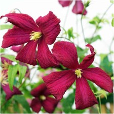 Clematis viticella madame for sale  LINCOLN