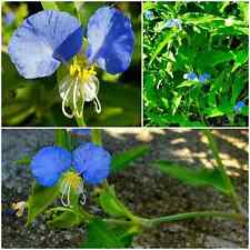 Spiderwort day lily for sale  Richmond