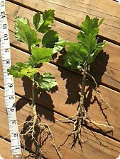 Rose sharon hibiscus for sale  Hadley