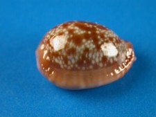 Cypraea helvola hawaiiensis for sale  Kapolei