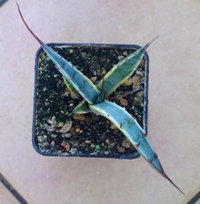 Agave asperrima marginata usato  Taurisano