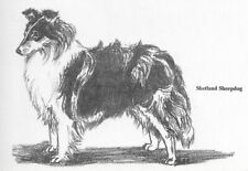 Shetland sheepdog sheltie for sale  Tampa