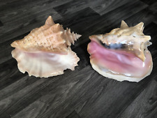 Large genuine conch for sale  RAMSGATE