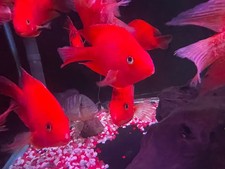 Purple king kong for sale  Haslet