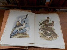 Lot ornithologie 1929 d'occasion  Salies-de-Béarn