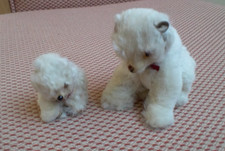 Spitz samoyed pomeranian for sale Spitz samoyed pomeranian for sale  WOKING