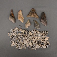 Lot 300 fossilized for sale  Parkville