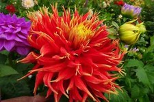 Dahlien knollen show gebraucht kaufen  Straubing
