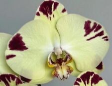 Taiwan rchidee phalaenopsis gebraucht kaufen  Seligenstadt