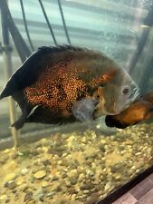 Veiltail oscar fish for sale  Midland