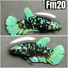 Premium female betta for sale  East Lansing